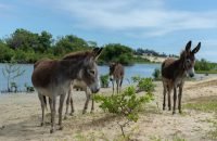 Foto de RAVI FRANCO LAGES