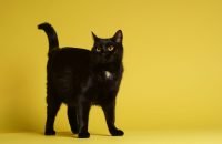 Crédito: Shutterstock